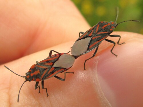 Spilostethus lemniscatus