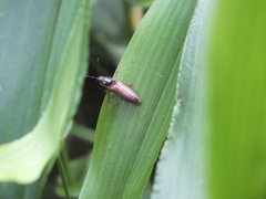 Hemicrepidius decoloratus