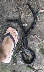 Lampropeltis micropholis