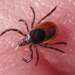 Taiga Tick - Photo (c) eugenezakharov, some rights reserved (CC BY-NC)