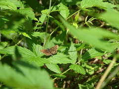Piruna polingii