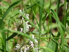 Piruna polingii
