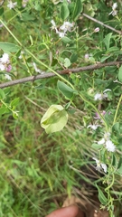 Triaspis glaucophylla