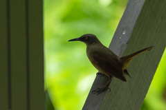 Cinclocerthia ruficauda