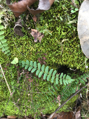 Asplenium resiliens