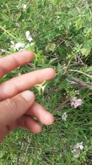 Triaspis glaucophylla