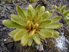 Meconopsis paniculata