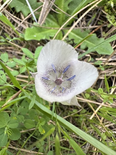 Sexton Mountain mariposa lily (Calochortus ×)