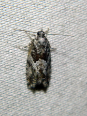 Epinotia nisella