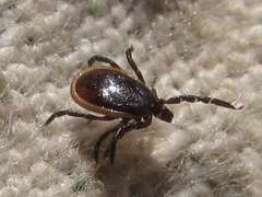 Ixodes persulcatus