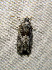 Epinotia nisella