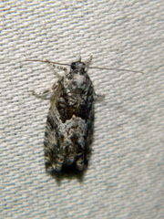 Epinotia nisella