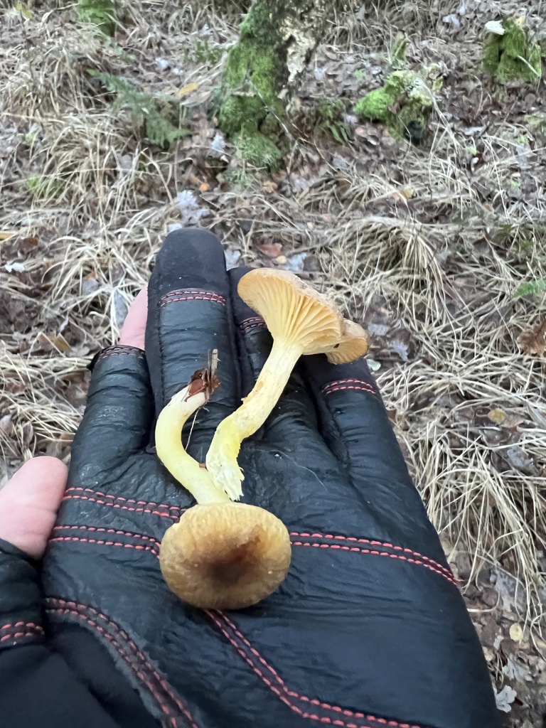 Hygrophorus hypothejus · November 2025 · photo: © fihu (iNaturalist, cc-by)