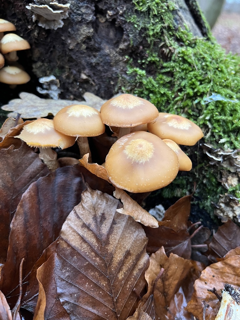 Kuehneromyces mutabilis · December 2025 · photo: © fihu (iNaturalist, cc-by)