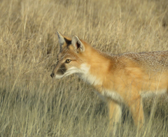 Vulpes velox