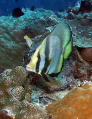 Batfish