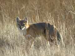 Vulpes velox