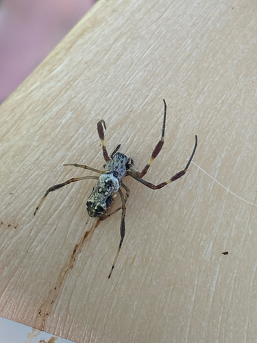 Australian Golden Orbweaver