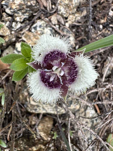 cat's ear (Calochortus elegans)