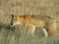 Vulpes velox