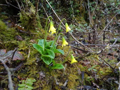 Bryocarpum himalaicum