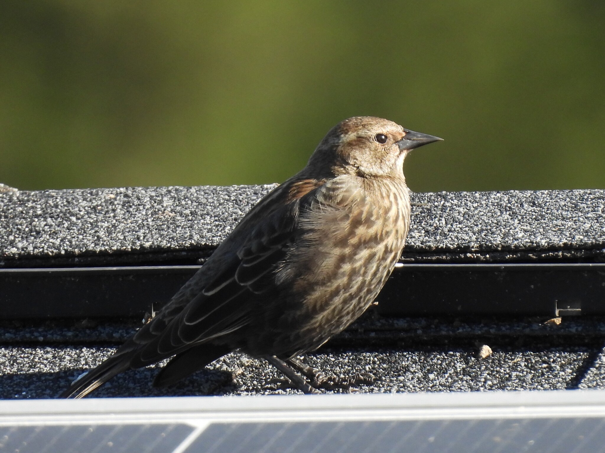 Agelaius phoeniceus (Linnaeus, 1766)