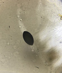 Arnium cirriferum