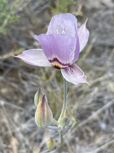 greene's mariposa lily (Calochortus greenei)