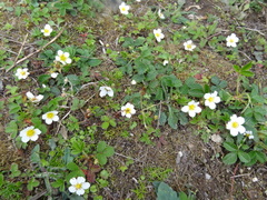 Fragaria nubicola