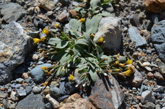 Askellia karelinii