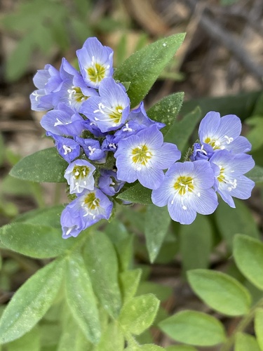 California Jacob's ladder (Polemonium californicum)