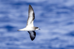 Collared Petrel photo 1