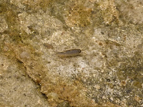Ligia exotica