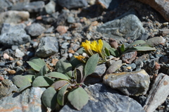 Askellia karelinii