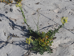 Lyperia lychnidea