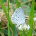 Summer Azure - Photo (c) botanygirl, some rights reserved (CC BY)