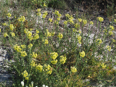Lyperia lychnidea