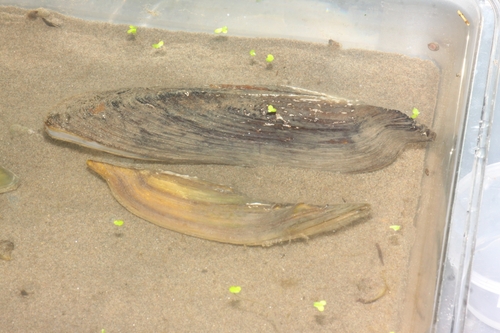Lanceolaria lanceolata