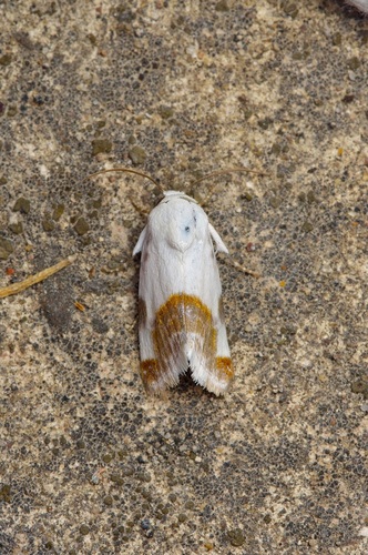 Chalky Bird Dropping Moth photo 3