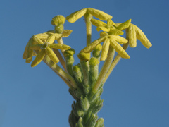 Lyperia lychnidea