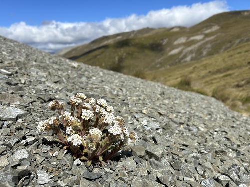 Myosotis traversii observed 2025-12-23