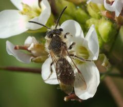 Andrena lagopus