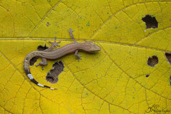 Pemba Island Clawless Gecko photo 3