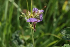 Geranium platyanthum