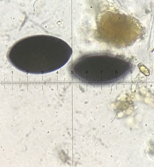 Arnium cirriferum