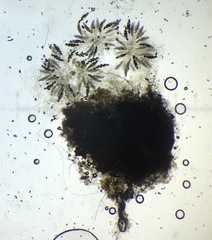 Arnium cirriferum