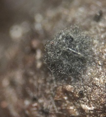 Arnium cirriferum