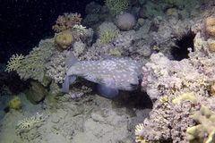 Cyclichthys spilostylus