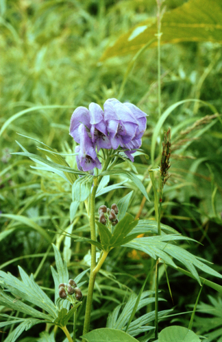 Kamchatka Monkshood (Aconitum maximum)