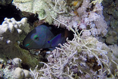 Scarus fuscopurpureus